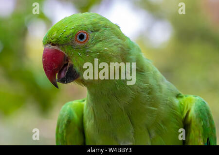 Green Parrot, Porträt in die Kamera starrt, schöne helle grüne Farbe. Stockfoto