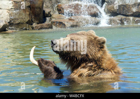 Juvenile grizzly Bär entspannen in Wasser holding Hirsch Geweih, Wasserfall im Hintergrund. Grizzlies Fleischfresser Verdauungstrakt haben, jedoch sind sie om Stockfoto