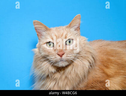 Porträt eines langhaarigen orange tabby Cat direkt an Viewer suchen mit hellen Grün gesprenkelten Augen. Blauen Hintergrund. Stockfoto