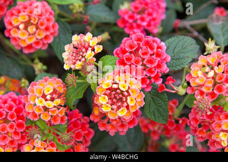 Nahaufnahme auf Lantana Blumen, vibrant Magenta pink orange und gelb. Sie sind beheimatet in den tropischen Regionen der Nord- und Südamerika und Afrika, aber nicht als in Stockfoto