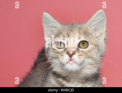 Porträt einer verdünnten Tortie Kätzchen im Viewer mit den Augen infiziert. Konjunktivitis, leichte bis mäßige Infektion. Die Cats Eye Einleitungen Flüssigkeit ein Stockfoto