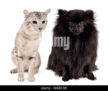 Collage von Orientalischen tabby-point Katze und schwarz Spitz. Stockfoto