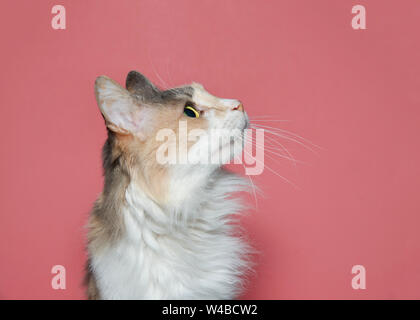 Profil Porträt einer calico und weiße langhaarige Katze Suche mit weiten Pupillen Zuschauer Recht auf. Rosa Hintergrund. Stockfoto