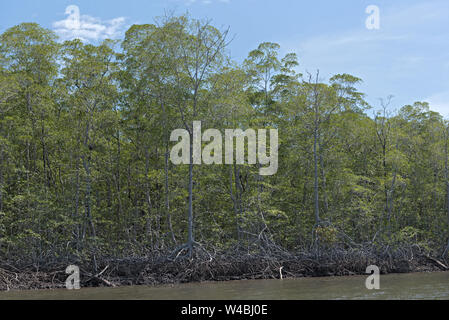 Mangroven an den Ufern des Bahia de los Muertos an der Mündung des Rio Platanal Panama Stockfoto