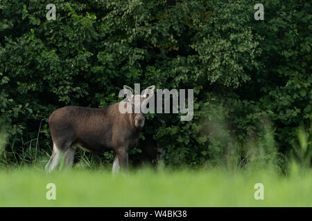 Junge Elche (Alces alces) Stockfoto