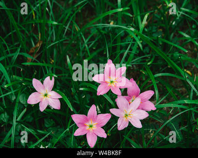 Selektiver Fokus rosa Blume Zephyranthes grandiflora Stockfoto