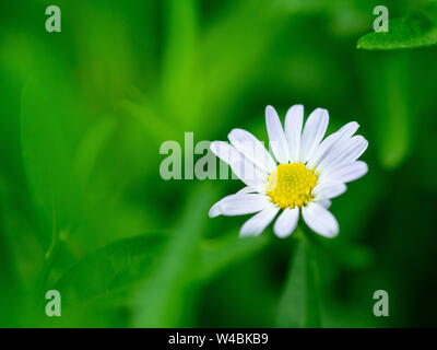 Zinnia, weiße Blumen für Hintergrund. Weiß oder klassische Narrowleaf Zinnia Zinnia (Zinnia Angustifolia Kunth) Blüht mit grünen Blättern, selektive fo Stockfoto