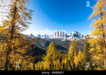 Die Wälder von Lärchen im Herbst rund um den Tofane Gruppe, Dolomiten, Cortina d'Ampezzo, Belluno, Venetien, Italien Stockfoto