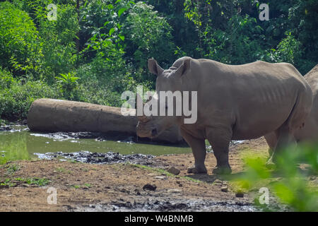 Männliche JAVAN NASHORN IM SAFARI PARK VON INDONESIEN Stockfoto