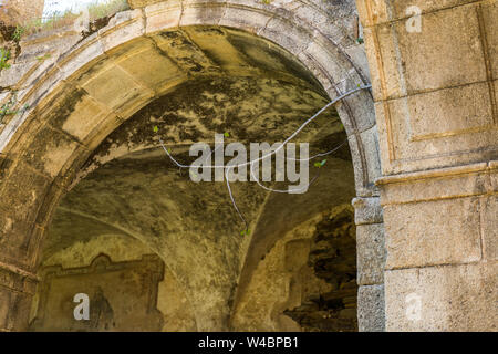 Ein Feigenbaum Zweig wächst in einem Bogen des Kreuzgangs der verlassenen Kloster von San Antonio de Padua, Garrovillas Stockfoto