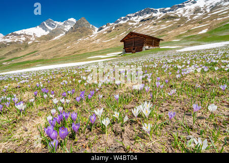 Blühende Krokus, Juf, Avers, Viamala Region, Kanton Graubünden, Schweiz Stockfoto