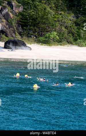 Eine Gruppe von Touristen auf einen eintägigen Ausflug zu den Whitsunday Inseln, Schnorcheln in den seichten Gewässern des Great Barrier Reef an Luncheon Bay Stockfoto