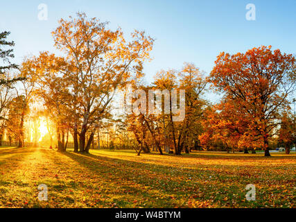 Herbst Wald Panorama Park Stockfoto