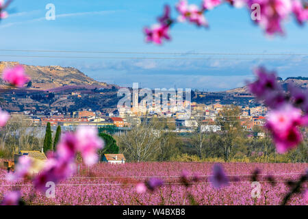 Aitona Landschaft, das Dorf auf dem Hintergrund- und Pfirsichbäume blühen im Vordergrund. Voll mit zarten rosa Blumen bei Sonnenaufgang. Friedliche atmosph Stockfoto