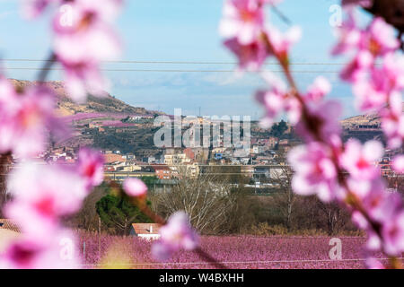 Aitona Landschaft, das Dorf auf dem Hintergrund- und Pfirsichbäume blühen im Vordergrund. Voll mit zarten rosa Blumen bei Sonnenaufgang. Friedliche atmosph Stockfoto