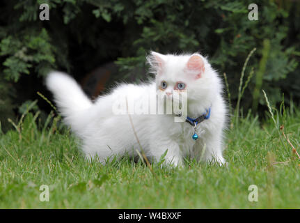 Weißer Perser Katze im grünen Gras Stockfoto