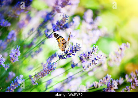 Monarch Danaus plexippus, Schmetterling in der Natur Lebensraum. Schönes Insekt aus Mexiko. Schmetterling im grünen Wald. Hintergrund mit kopieren. Stockfoto