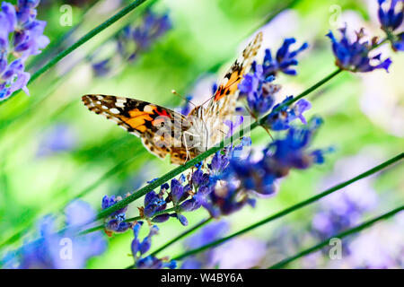 Monarch Danaus plexippus, Schmetterling in der Natur Lebensraum. Schönes Insekt aus Mexiko. Schmetterling im grünen Wald. Hintergrund mit kopieren. Stockfoto