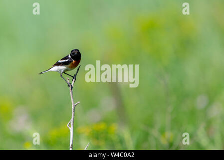 Gemeinsame Schwarzkehlchen Saxicola torquata oder auf Niederlassung im Lebensraum. Stockfoto