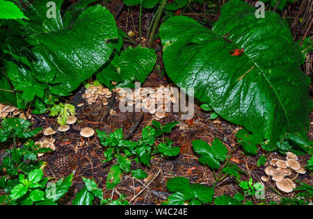 Ungenießbare Fliegenpilz Pilze in einem Pinienwald am Umfang wächst. Teil des Kreises ist die Magie Hexe - eine geheimnisvolle und unerforschten phenome Stockfoto