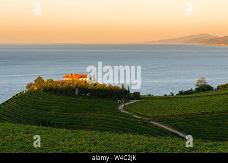 Txakoli Weißwein Weinberge mit dem Kantabrischen Meer im Hintergrund, Getaria, Spanien Stockfoto