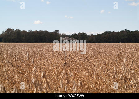 Bei den Feldhäckslern WEIZEN weiten Landschaften von Ackerland kann ich 13 Korridor von Virginia gesehen werden. Stockfoto