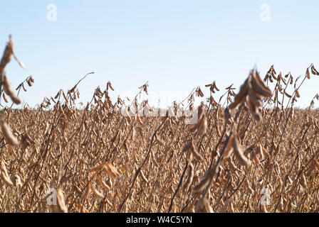 Bei den Feldhäckslern WEIZEN weiten Landschaften von Ackerland kann ich 13 Korridor von Virginia gesehen werden. Stockfoto