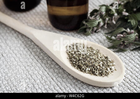 Wertvolle Heilpflanze - motherwort mit Blumen und Blätter auf einem weißen Hintergrund. Als nächstes kommt die Pflanze in getrockneten und zerkleinerten Form für die Vorbereitung Stockfoto