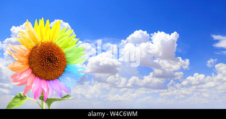 Sonnenblume mit Blüten in verschiedenen Farben bemalt. Auf blauer Himmel mit weißen Wolken Stockfoto