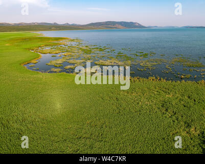 Luftaufnahme des Schilf auf dem See genannt Vransko Jezero in Kroatien Stockfoto