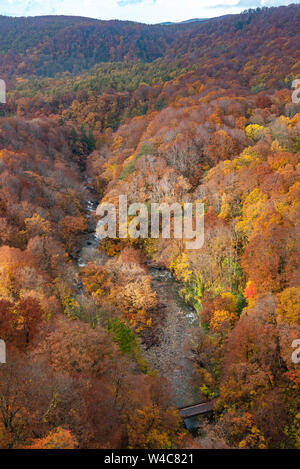 Herbst Laub Landschaft. Luftaufnahme von Tal und stream im Herbst Saison. Bunte Wald Bäume Hintergrund in Rot, Orange und goldenen Farben Stockfoto