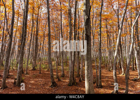 Bunte Bäume im Wald. Herbst Laub Landschaften, voll von herrlichen Farben in Rot, Orange und goldenen Farben Laub Stockfoto
