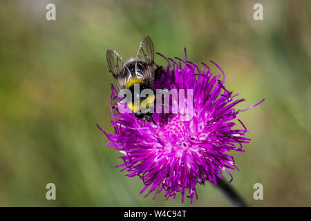 Bumble Bee Mimic (arctophilia bombiformis) auf lila alpine Distel in der österreichischen Alpen, Sammeln von Nektar Stockfoto