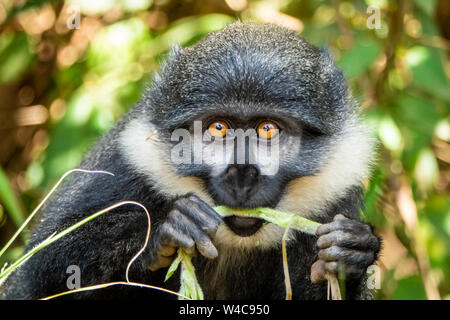 L'Hoest Monkey's (Allochrocebus lhoesti) Essen ein Gras Halm im Bwindi Impenetrable Nationalpark, Uganda Stockfoto
