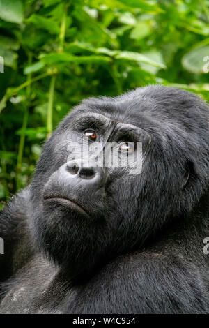 Männlicher Berggorilla (silberrücken) im Urwald von Bwindi Impenetrable Nationalpark, Uganda sitzen Stockfoto