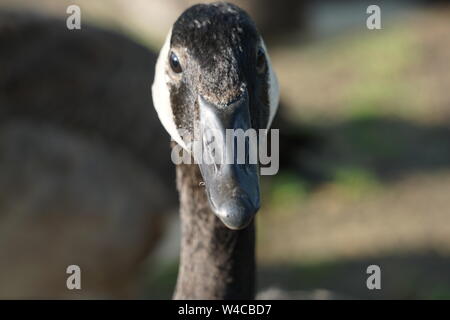 Augenkontakt mit einem Kanada Gans Stockfoto