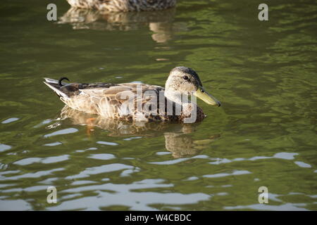 Weibliche Mallard Enten schwimmen in einem Teich Stockfoto