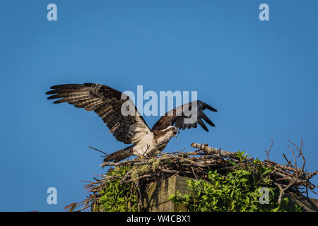 Fischadler, Pandion haliaetus, an einem klaren Sommermorgen mit blauer Himmel weg vom Nest Stockfoto