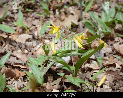 Nahaufnahme eines gelben Forellen - Lily (auch Gelb dogtooth) wächst wild in den Wäldern. Zeichen des Frühlings. Stockfoto