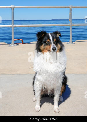 Ein erwachsener Sheltand Sheepdog (sheltie) gehorcht den Befehl zu sitzen. Pier mit Zaun und Wasser im Hintergrund. Stockfoto