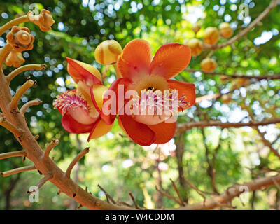 Closeup Cannonball Baum Blume isoliert auf Bokeh Hintergrund Stockfoto