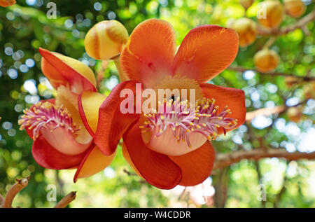 Closeup Cannonball Baum Blume isoliert auf Bokeh Hintergrund Stockfoto