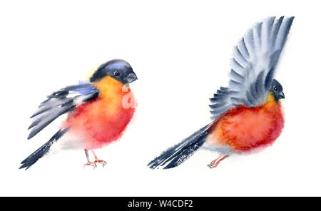Aquarell zwei fliegende Dompfaff hellen roten und schwarzen Vögel in motion Winter bunt bemalte Abbildung auf weißem Hintergrund Stockfoto