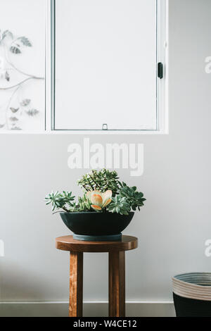 Sukkulenten in schwarzen Topf auf Holz Hocker neben einem sauberen weißen Wand. Stockfoto