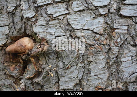 Nahaufnahme von ein großes Stück Holz Holz, Rinde, zufällige Musterung und ungewöhnliche Überstand re Natur und Wachstum Stockfoto