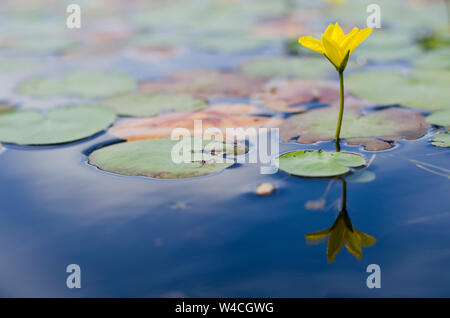Single Seerose mit Reflexion auf blauem Wasser Oberfläche Stockfoto
