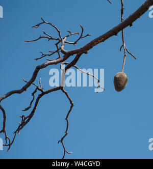 Die Frucht eines afrikanischen Affenbrotbaum (Adansonia digitata). Am Kunene Fluss (Cunene Flusses), der die Grenze zwischen Angola und Namibia, Sab fotografiert. Stockfoto