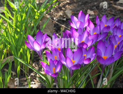 Feder lila Krokusse blühen im Garten Stockfoto