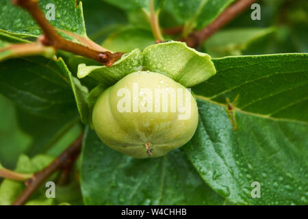 Helle grüne, unreife Japanische Kakipflaume (diospyros Kaki) Obst auf einem Baum an einem regnerischen Sommertag in Moriya, Japan hängen. Stockfoto