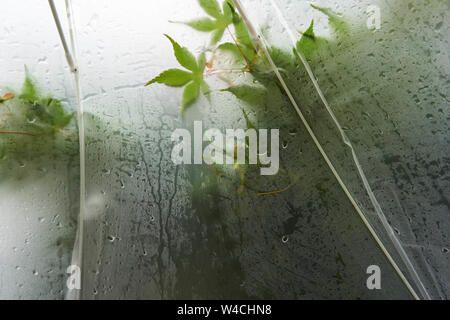 Grüner Japanischer Ahorn (Acer palmatum) durch eine nasse, lichtdurchlässiges Dach an einem regnerischen Tag in Japan's Regenzeit gesehen. Stockfoto